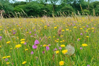 Lyscombe nature reserve