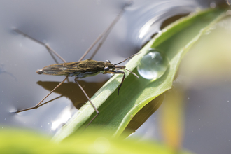 Pond skater