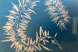 A seaweed cyanotype print