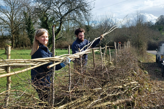 Wardens Adam and Sophia hedge laying on a nature reserve