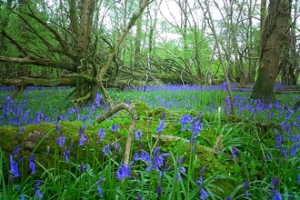 Powerstock common nature reserve 