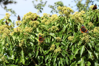 Red admirals on ivy