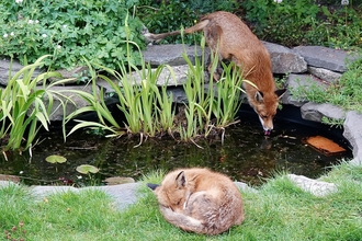 Foxes by garden pond