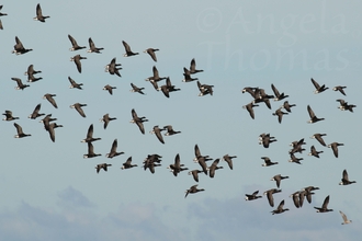 A flock of brent geese in flight