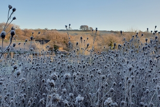 Frosty flowers in a meadow