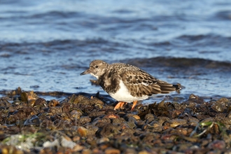 A turnstone on the shoreline