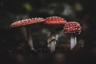 Fly agaric 