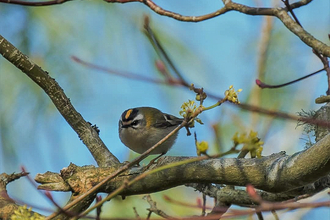 Firecrest on branch