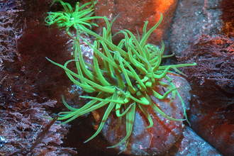 Fluorescent snakelocks anemone 