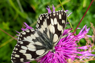 Marbled white butterfly