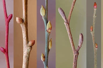 Different colour twigs