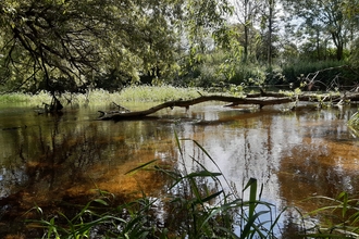 Beaver felled tree in the water 