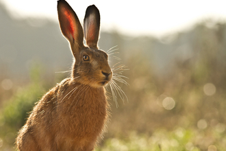 Brown hare