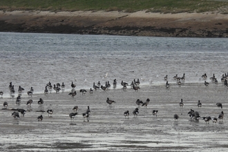 A flock of brent geese at the waters edge