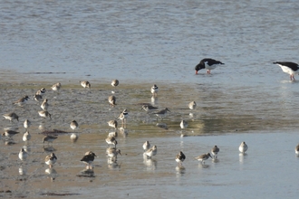 A group of small wading birds at the waters edge with a pair of oystercatchers behind.