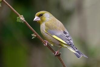 Greenfinch