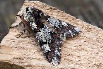 Oak Beauty moth on log