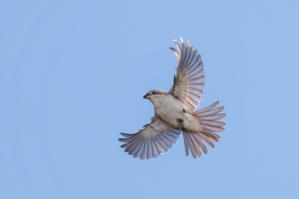 Red-backed shrike in flight