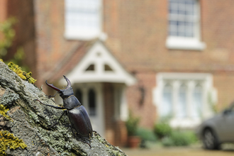 Stag beetle perched on a log outside a residential house 