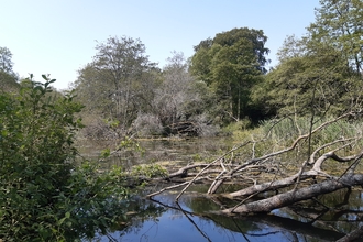 Wetland at the Dorset Beaver Project site