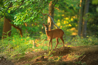 Male roe deer