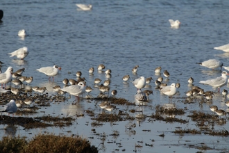 Dunlin black headed gulls in the water at Ferrybridge