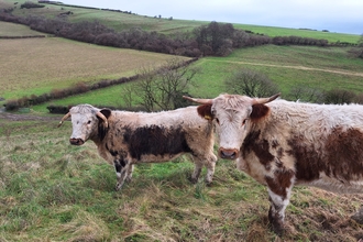 English longhorn cattle grazing at Lyscombe