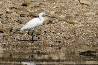 A photo of a Little egret walking along the shoreline of the Fleet Lagoon