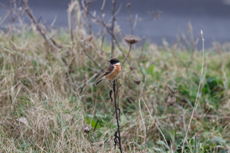 Stonechat at Chesil Beach