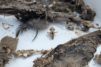 A small skull and feathers discovered after dissecting an owl pellet