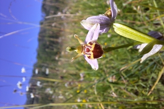 Bee orchid