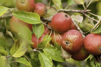 Orchard Apples