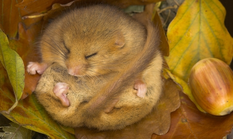 Hazel dormouse