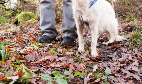 Dog and walker © Katrina Martin / 2020VISION