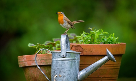 Robin © Jon Hawkins - Surrey Hills Photography