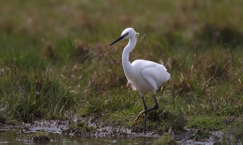 Little Egret by Margaret Holland