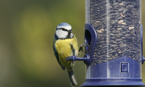 vine house farm bird feeders