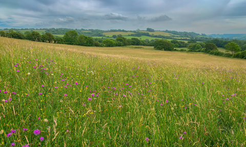 Kingcombe NNR