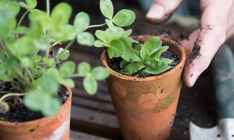 Photo showing seedlings in pots