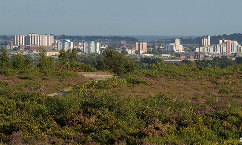 Heathland and town