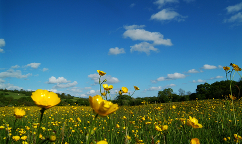 Kingcombe Nature Reserve by Mark Heighes