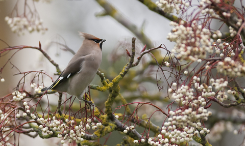 Waxwing