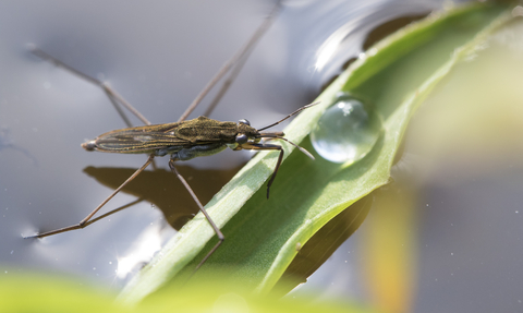 Pond skater