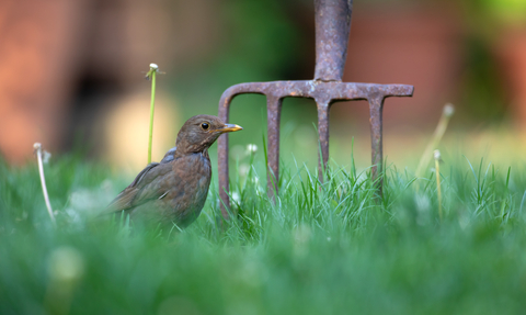 Blackbird