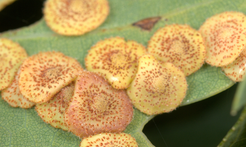 Common spangle galls