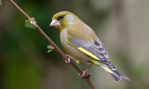 Greenfinch