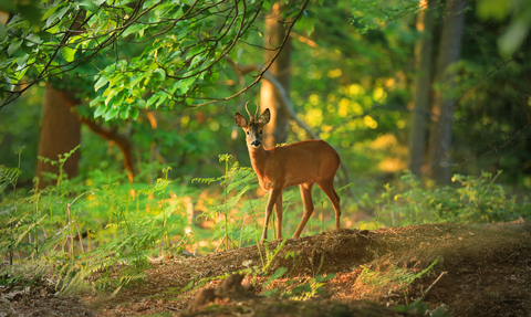 Male roe deer