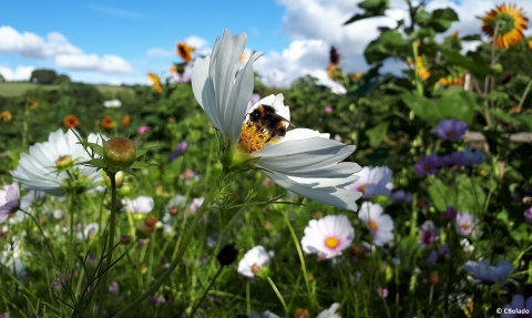 Bee on flower at Kingcombe © Cat Bolado 