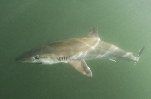 Tope shark | Dorset Wildlife Trust