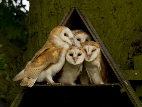 Barn owl box with 2024 camera